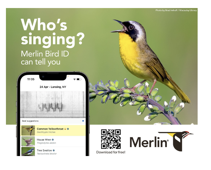 Merlin Bird ID — “Who’s singing?” — a yellow-throated warbler beside the app on a phone
